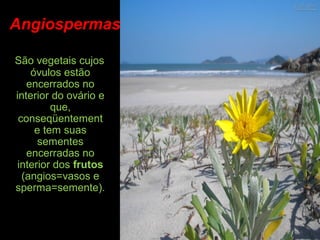 São vegetais cujos
óvulos estão
encerrados no
interior do ovário e
que,
conseqüentement
e tem suas
sementes
encerradas no
interior dos frutos
(angios=vasos e
sperma=semente).
Angiospermas
 