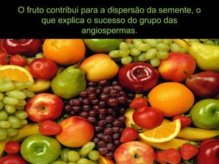 O fruto contribui para a dispersão da semente, o
que explica o sucesso do grupo das
angiospermas.
 