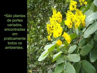 •São plantas
de portes
variados,
encontradas
em
praticamente
todos os
ambientes.
 
