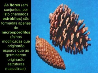 As flores (em
conjuntos, por
isto chamados
estróbilos) são
formadas apenas
de
microsporófilos
(folhas
modificadas que
originarão
esporos que ao
germinarem
originarão
estruturas
masculinas)
 