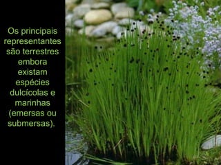 Os principais
representantes
são terrestres
embora
existam
espécies
dulcícolas e
marinhas
(emersas ou
submersas).
 