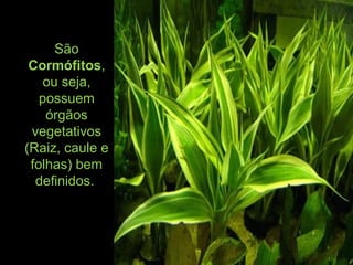 São
Cormófitos,
ou seja,
possuem
órgãos
vegetativos
(Raiz, caule e
folhas) bem
definidos.
 