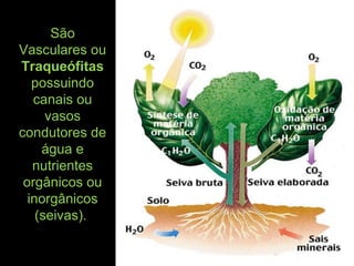 São
Vasculares ou
Traqueófitas
possuindo
canais ou
vasos
condutores de
água e
nutrientes
orgânicos ou
inorgânicos
(seivas).
 