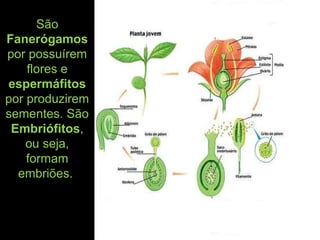 São
Fanerógamos
por possuírem
flores e
espermáfitos
por produzirem
sementes. São
Embriófitos,
ou seja,
formam
embriões.
 