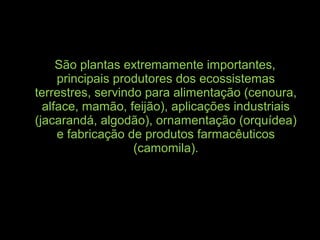 São plantas extremamente importantes,
principais produtores dos ecossistemas
terrestres, servindo para alimentação (cenoura,
alface, mamão, feijão), aplicações industriais
(jacarandá, algodão), ornamentação (orquídea)
e fabricação de produtos farmacêuticos
(camomila).
 