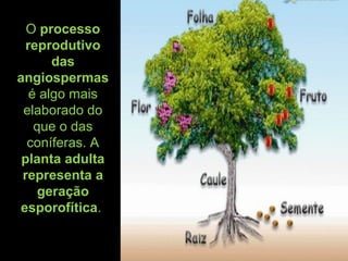 O processo
reprodutivo
das
angiospermas
é algo mais
elaborado do
que o das
coníferas. A
planta adulta
representa a
geração
esporofítica.
 