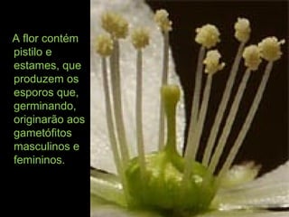 A flor contém
pistilo e
estames, que
produzem os
esporos que,
germinando,
originarão aos
gametófitos
masculinos e
femininos.
 