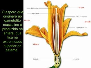 O esporo que
originará ao
gametófito
masculino é
produzido na
antera, que
fica na
extremidade
superior do
estame.
 