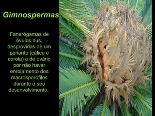 Gimnospermas
Fanerógamas de
óvulos nus,
desprovidas de um
perianto (cálice e
corola) e de ovário
por não haver
enrolamento dos
macrosporófilos
durante o seu
desenvolvimento.
 