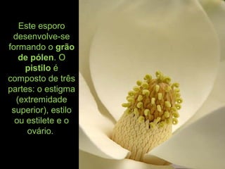 Este esporo
desenvolve-se
formando o grão
de pólen. O
pistilo é
composto de três
partes: o estigma
(extremidade
superior), estilo
ou estilete e o
ovário.
 