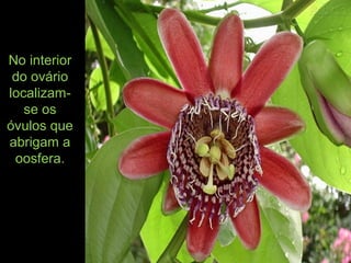No interior
do ovário
localizam-
se os
óvulos que
abrigam a
oosfera.
 