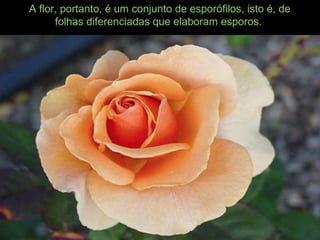 A flor, portanto, é um conjunto de esporófilos, isto é, de
folhas diferenciadas que elaboram esporos.
 