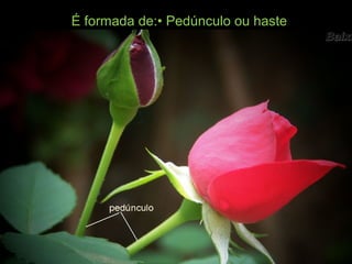 É formada de:• Pedúnculo ou haste
 