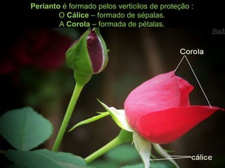 Perianto é formado pelos verticilos de proteção :
O Cálice – formado de sépalas.
A Corola – formada de pétalas.
 