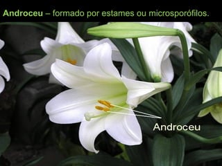 Androceu – formado por estames ou microsporófilos.
 