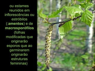 ou estames
reunidos em
inflorescências ou
estróbilos
(:amentos) e de
macrosporófilos
(folhas
modificadas que
originarão
esporos que ao
germinarem
originarão
estruturas
femininas)
 