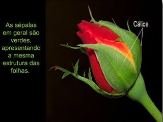 As sépalas
em geral são
verdes,
apresentando
a mesma
estrutura das
folhas.
 