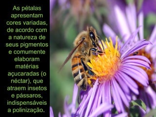As pétalas
apresentam
cores variadas,
de acordo com
a natureza de
seus pigmentos
e comumente
elaboram
matérias
açucaradas (o
néctar), que
atraem insetos
e pássaros,
indispensáveis
a polinização.
 