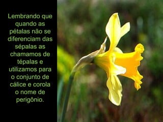 Lembrando que
quando as
pétalas não se
diferenciam das
sépalas as
chamamos de
tépalas e
utilizamos para
o conjunto de
cálice e corola
o nome de
perigônio.
 