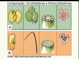 Vegetais superiores