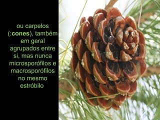 ou carpelos
(:cones), também
em geral
agrupados entre
si, mas nunca
microsporófilos e
macrosporófilos
no mesmo
estróbilo
 