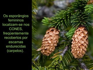 Os esporângios
femininos
localizam-se nos
CONES,
freqüentemente
recobertos por
escamas
endurecidas
(carpelos).
 