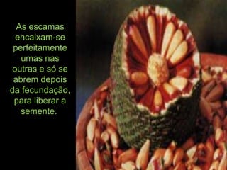 As escamas
encaixam-se
perfeitamente
umas nas
outras e só se
abrem depois
da fecundação,
para liberar a
semente.
 