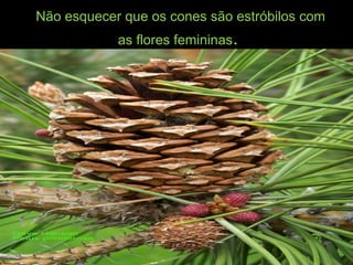 Não esquecer que os cones são estróbilos com
as flores femininas.
 