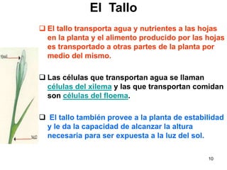 El  Tallo El tallo transporta agua y nutrientes a las hojas en la planta y el alimento producido por las hojas es transportado a otras partes de la planta por medio del mismo.  Las células que transportan agua se llaman  células del xilema  y las que transportan comidan son  células del floema . El tallo también provee a la planta de estabilidad y le da la capacidad de alcanzar la altura necesaria para ser expuesta a la luz del sol. 