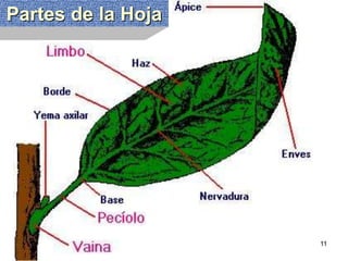 Partes de la Hoja                                                                                                                    Partes de la Hoja 