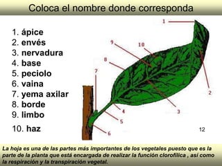 Coloca el nombre donde corresponda 1.  ápice   2.  envés   3.  nervadura   4.  base   5.  peciolo   6.  vaina   7.  yema axilar   8.  borde   9.  limbo   10.  haz   La hoja es una de las partes más importantes de los vegetales puesto que es la parte de la planta que está encargada de realizar la función clorofílica , así como la respiración y la transpiración vegetal. 12 