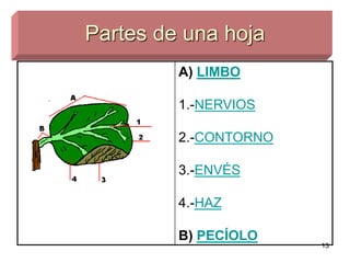 Partes de una hoja A)  LIMBO 1.- NERVIOS 2.- CONTORNO 3.- ENVÉS 4.- HAZ B)  PECÍOLO   