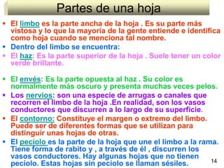 Partes de una hoja  El  limbo  es la parte ancha de la hoja . Es su parte más vistosa y lo que la mayoría de la gente entiende e identifica como hoja cuando se menciona tal nombre. Dentro del limbo se encuentra: El  haz : Es la parte superior de la hoja . Suele tener un color verde brillante. El  envés : Es la parte opuesta al haz . Su color es normalmente más oscuro y presenta muchas veces pelos.   Los  nervios : son una especie de arrugas o canales que recorren el limbo de la hoja .En realidad, son los vasos conductores que discurren a lo largo de su superficie . El  contorno:  Constituye el margen o extremo del limbo. Puede ser de diferentes formas que se utilizan para distinguir unas hojas de otras. El  pecíolo  es la parte de la hoja que une el limbo a la rama. Tiene forma de rabito y , a través de él , discurren los   vasos conductores. Hay algunas hojas que no tienen pecíolo. Estas hojas sin peciolo se llaman sésiles. 14 