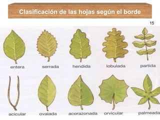 Clasificación de las hojas según el borde 15 