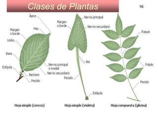 16 Clases de Plantas 