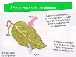 Transpiración de las plantas 17 