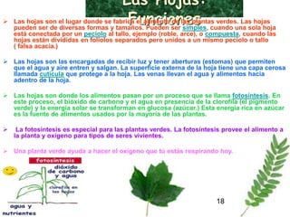 Las Hojas: Funciones Las hojas son el lugar donde se fabrica el alimento de las plantas verdes. Las hojas pueden ser de diversas formas y tamaños. Pueden ser  simples , cuando una sola hoja está conectada por un  peciolo  al tallo, ejemplo (roble, arce), o  compuesta , cuando las hojas están divididas en foliolos separados pero unidos a un mismo peciolo o tallo  ( falsa acacia.)  Las hojas son las encargadas de recibir luz y tener aberturas (estomas) que permiten que el agua y aire entren y salgan. La superficie externa de la hoja tiene una capa cerosa llamada  cutícula  que protege a la hoja. Las venas llevan el agua y alimentos hacia adentro de la hoja.  Las hojas son donde los alimentos pasan por un proceso que se llama  fotosíntesis . En este proceso, el bióxido de carbono y el agua en presencia de la clorofila (el pigmento verde) y la energía solar se transforman en glucosa (azúcar.) Esta energía rica en azúcar es la fuente de alimentos usados por la mayoría de las plantas.  La fotosíntesis es especial para las plantas verdes. La fotosíntesis provee el alimento a la planta y oxígeno para tipos de seres vivientes. Una planta verde ayuda a hacer el oxígeno que tú estás respirando hoy.   18 