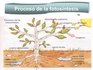 Proceso de la fotosíntesis 19 