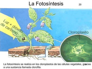 La Fotosíntesis La fotosíntesis se realiza en los cloroplastos de las células vegetales, gracias a una sustancia llamada clorofila. 20 