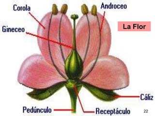 La Flor 22                                                                                                   Partes de la flor 