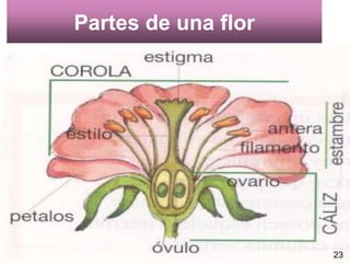 Partes de una flor 23 