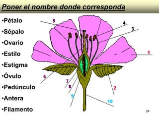 Poner el nombre donde corresponda Pétalo Sépalo Ovario Estilo Estigma Óvulo Pedúnculo Antera Filamento 