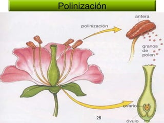 Polinización 26 