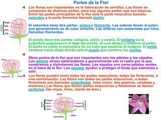 Partes de la Flor   Las flores son importantes en la fabricación de semillas. Las flores se componen de diversas partes, pero hay algunas partes que son básicas. Entre las partes principales de la flor está la parte masculina llamada  estambre  y la parte femenina llamada  pistilo .  El estambre tiene dos partes:  antera  y  filamento . Las anteras llevan el polen, que generalmente es de color amarillo. Las anteras son sostenidas por hilos llamados filamentos.  El pistilo tiene tres partes: estigma, estilo, y ovario. El  estigma  es la superficie pegajosa en el tope del pistilo; el cual atrapa y sostiene el polen. El estilo es como la estructura de un tubo que sostiene el estigma. El  estilo  conduce hacia abajo donde está el  ovario  que contiene los  óvulos .  Otras partes de la flor que son importantes son los pétalos y los sépalos. Los  pétalos  atraen polinizadores y generalmente son la razón por la que compramos y disfrutamos las flores. Los sépalos son como pétalos verdes en la base de la flor. Los  sépalos  ayudan a proteger el brote que comienza a salir.  Las flores pueden tener todas las partes masculinas, todas las femeninas, o una combinación. Las flores con todas las partes masculinas, o todas femeninas son llamadas  imperfectas , tales como: (los pepinos, calabaza y melones.) Las flores que tienen partes masculinas y femeninas se llaman  perfectas  (las rosas, lirios, diente de león.)   