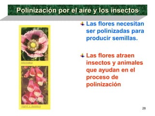 Polinización por el aire y los insectos Las flores necesitan ser polinizadas para producir semillas.   Las flores atraen insectos y animales que ayudan en el proceso de polinización 