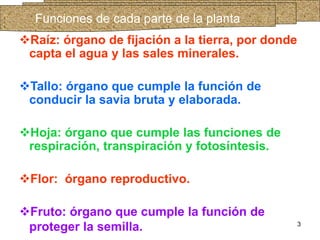Funciones de cada parte de la planta Raíz: órgano de fijación a la tierra, por donde capta el agua y las sales minerales. Tallo: órgano que cumple la función de conducir la savia bruta y elaborada.   Hoja: órgano que cumple las funciones de respiración, transpiración y fotosíntesis.   Flor:  órgano reproductivo.   Fruto: órgano que cumple la función de   proteger la semilla.   