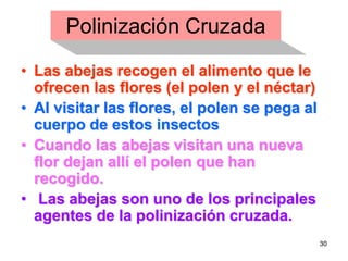 Polinización Cruzada Las abejas recogen el alimento que le ofrecen las flores (el polen y el néctar)   Al visitar las flores, el polen se pega al cuerpo de estos insectos  Cuando las abejas visitan una nueva flor dejan allí el polen que han recogido. Las abejas son uno de los principales agentes de la polinización cruzada. 