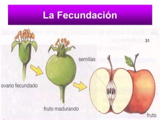 La Fecundación 31 