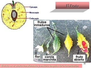 El Fruto El  fruto es el ovario transformado y maduro después de la fecundación.    