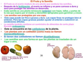 El Fruto y la Semilla El Fruto es el ovario maduro de una planta que contiene las semillas.   Después de la  fertilización , el ovario se inflama y se pone carnoso o duro y seco para proteger las semillas en desarrollo.  Cada semilla es una planta minúscula ( embrión ) con hojas, tallos, y partes de la raíz que espera por el medio y elementos apropiados para germinar y crecer. Las semillas son protegidas por una capa. Esta capa puede ser fina o gruesa y dura. Las capas finas no protegen bien al embrión. Pero las capas gruesas pueden ayudar al embrión a sobrevivir en condiciones difíciles.  La semilla también contiene un suministro de alimentos de corto plazo llamado  endospermo . Este se encuentra en los  cotiledones  de la planta. Las plantas con un cotiledón (como maíz) se llaman  monocotiledóneas .  Si tienen dos cotiledones se llaman  dicotiledóneas . Las semillas son una forma en que las plantas se trasladan de un lugar a otro.   35 